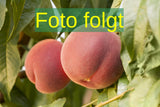 Prunus persica 'Red Haven'; Bild wird ergänzt; mittelgroße Früchte; Einsatzmöglichkeit z.B. : Hausgarten; verfügbar in 2 Größen und Varianten;;ab 57,60 Euro