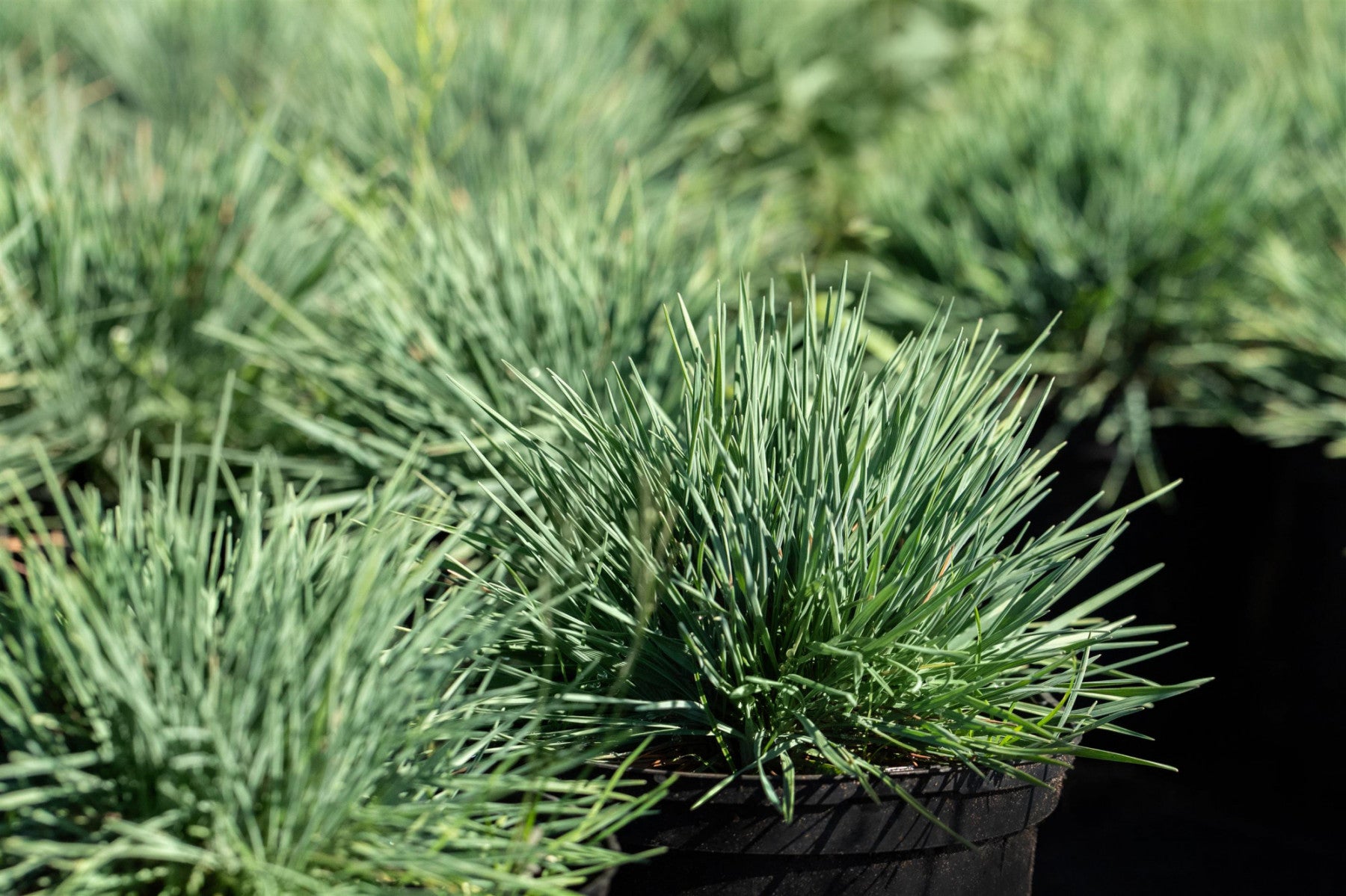 Koeleria glauca (Blaugraues Schillergras)
