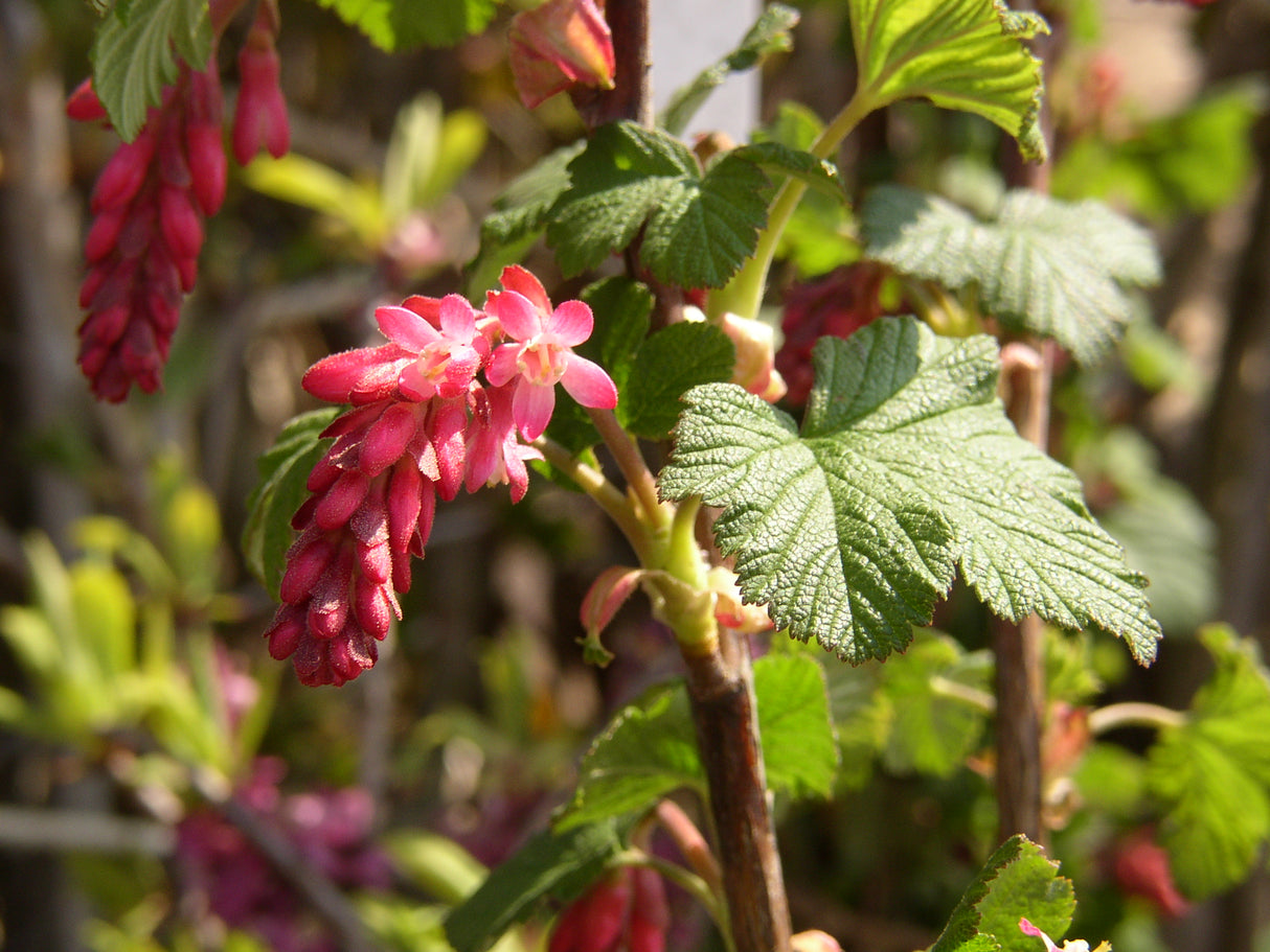 Ribes sanguineum 'King Edward VII' mit Blüte, erhältlich von 40-60 bis 200-250 cm; Einsatz: ;;ab 5,25 Euro