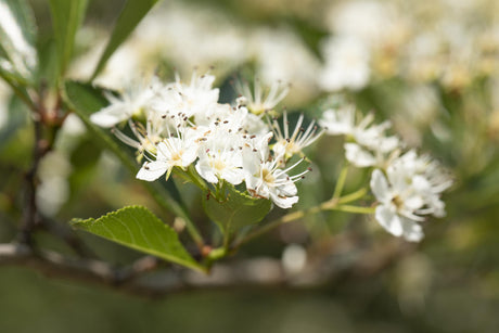 Crataegus crus-galli mit Blüte, erhältlich von 100-125 bis 450-650 cm; Einsatz: ;;ab 93,50 Euro