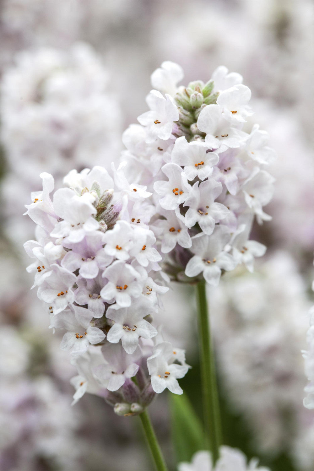 Lavandula angustifolia 'Alba' mit Blüte; Einsatz: ;;ab 4,30 Euro