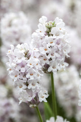 Lavandula angustifolia 'Alba' mit Blüte; Einsatz: ;;ab 4,30 Euro