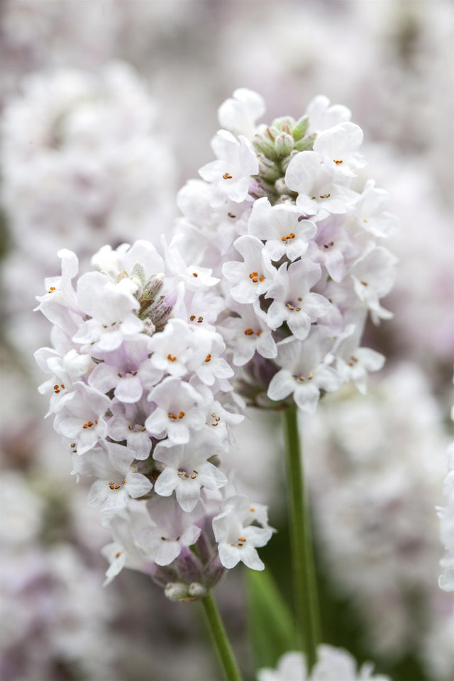 Lavandula angustifolia 'Alba' mit Blüte; Einsatz: ;;ab 4,30 Euro