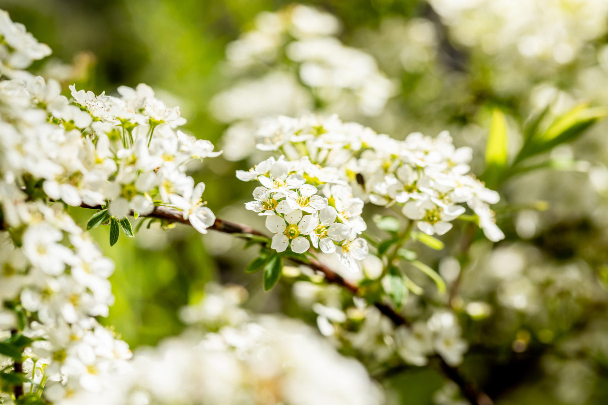 Weiße Rispenspiere mit Blüte, verfügbar in 12 Größen und Varianten; Einsatz: Beetpflanzesehr frosthart;;hier kaufen