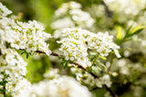 Weiße Rispenspiere mit Blüte, verfügbar in 12 Größen und Varianten; Einsatz: Beetpflanzesehr frosthart;;hier kaufen