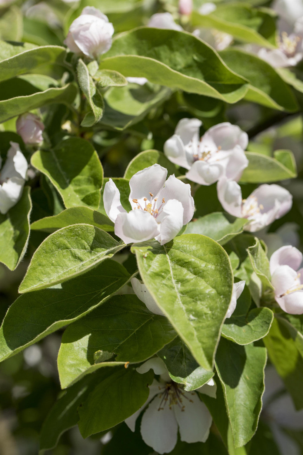 Cydonia 'Konstantinop. Apfelquitte' mit Blüte, erhältlich von 150-200 bis 450-650 cm; Einsatz: ;;ab 41,60 Euro