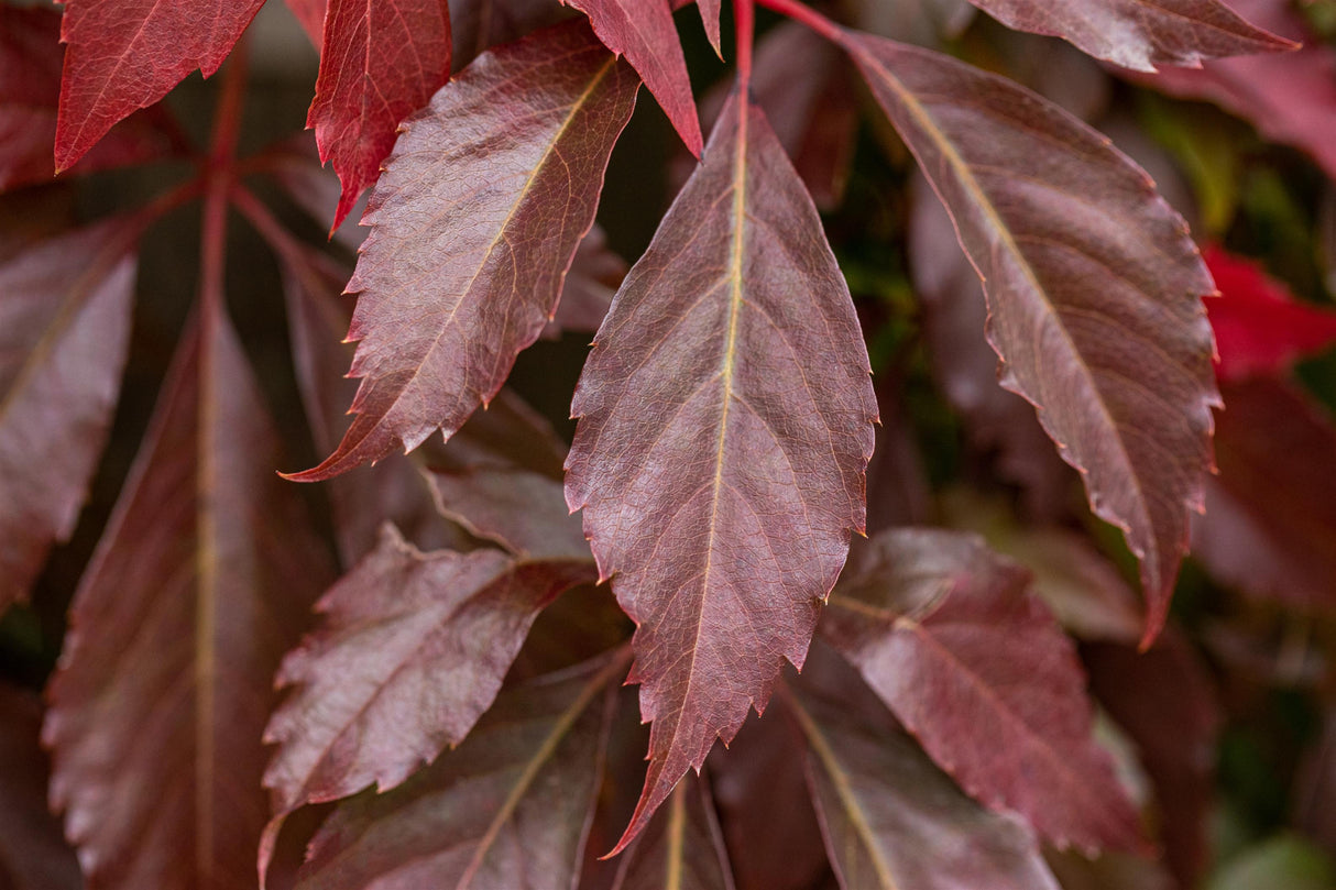 Parthenocissus quinquefolia 'Engelmannii' mit Herbstlaub, erhältlich von 100-150 bis 150-200 cm; Einsatz: ;;ab 32,90 Euro