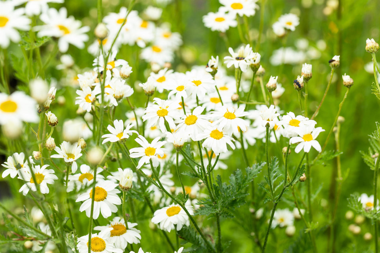 Tanacetum corymbosum mit Blüte; Einsatz: ;;ab 4,55 Euro