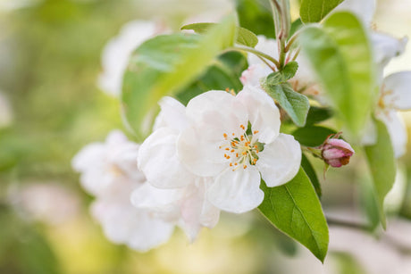 Malus 'David' mit Blüte, erhältlich von 60-100 bis 450-650 cm; Einsatz: ;;ab 16,60 Euro