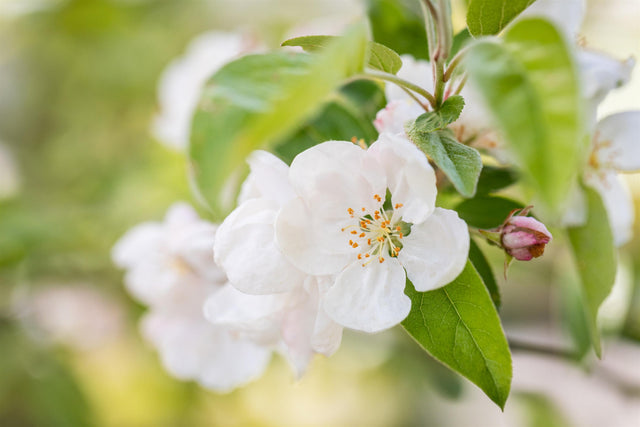 Malus 'David' mit Blüte, erhältlich von 60-100 bis 450-650 cm; Einsatz: ;;ab 16,60 Euro
