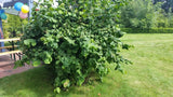 Corylus avellana contorta dekorative Rinde;;mit zeitnaher Lieferung