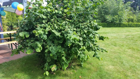 Corylus avellana contorta dekorative Rinde;;mit zeitnaher Lieferung