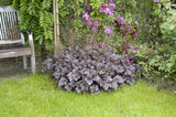 Heuchera micrantha 'Palace Purple', gen.; winterhart;;ab 0,00 Euro