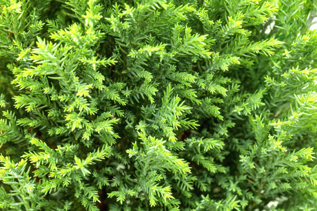Chamaecyparis laws. 'Ellwood's Gold' , erhältlich von 15-20 bis 60-80 cm;;ab 12,20 Euro