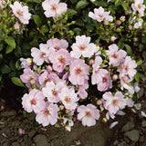 Rosa 'Sweet Haze' BDR; hier mit Blüte; lange Blütezeit; Einsatzmöglichkeit z.B. : Einzelstellung; verfügbar in 3 Größen und Varianten;;ab 11,10 Euro