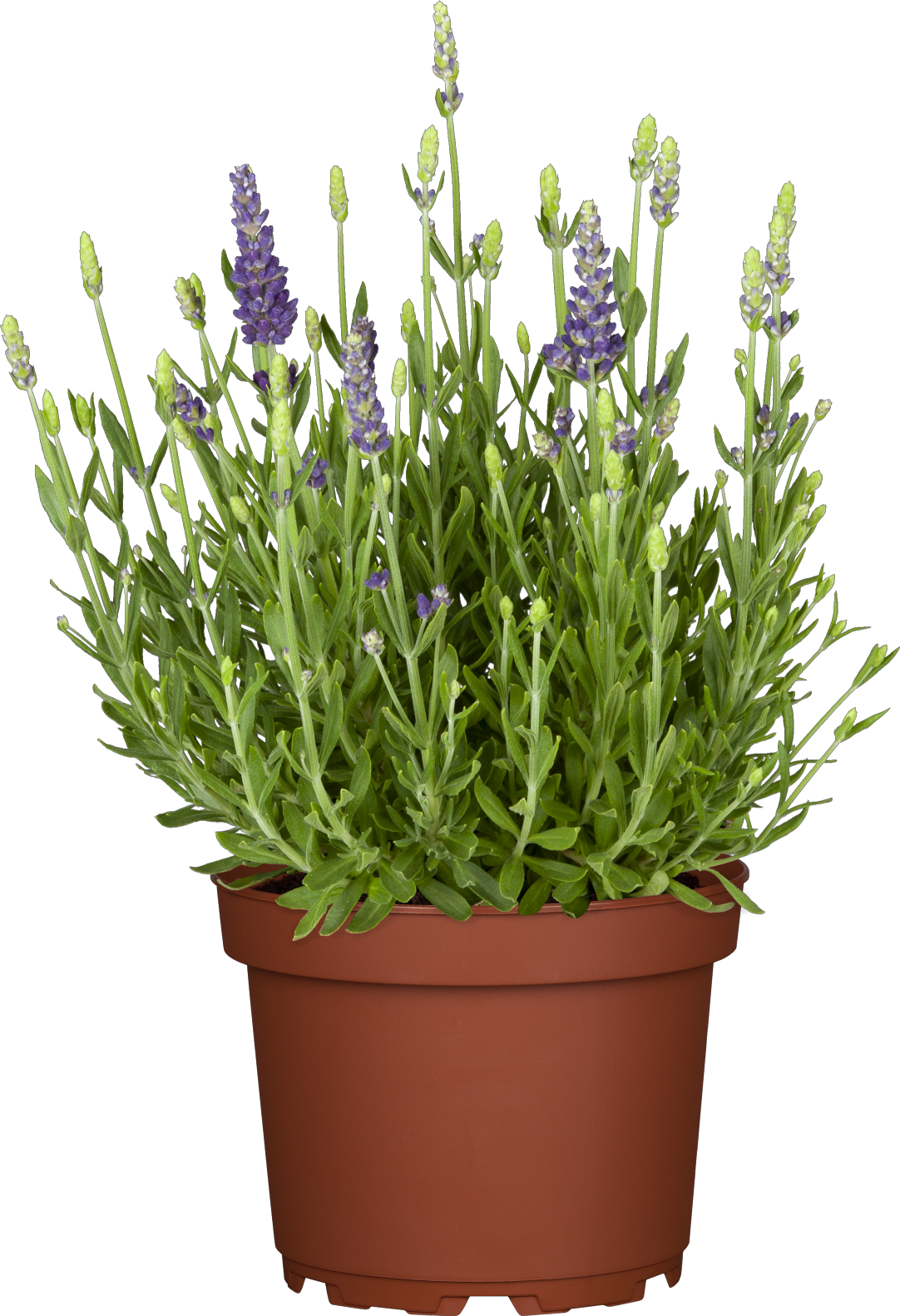 Lavandula angustifolia 'Dwarf Blue' im Topf; Einsatz: ;;ab 3,70 Euro