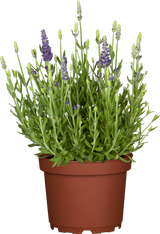 Lavandula angustifolia 'Dwarf Blue'; hier im Topf; duftend; Einsatzmöglichkeit z.B. : Steingärten;;ab 0,00 Euro