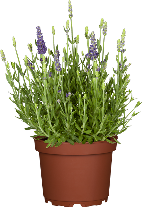 Lavandula angustifolia 'Dwarf Blue' im Topf; Einsatz: ;;ab 3,70 Euro