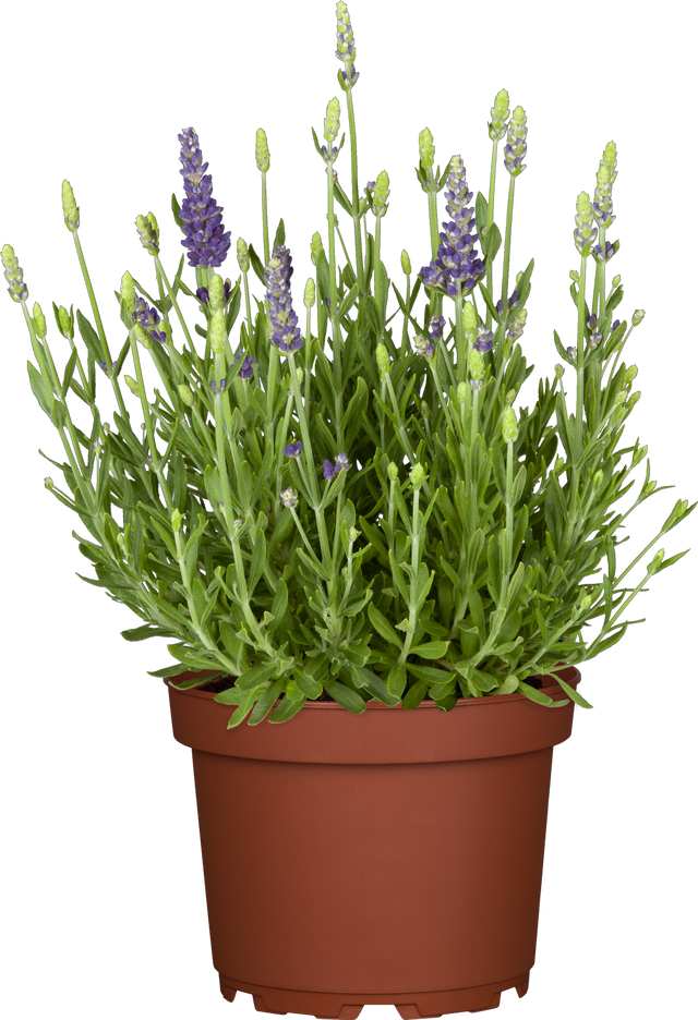 Lavandula angustifolia 'Dwarf Blue' im Topf; Einsatz: ;;ab 3,70 Euro