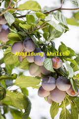 Genaues Foto für Prunus dom. 'Bühler Frühzwetsche' folgt; dieses ähnliche Bild dient der Illustration von Zwetsche 'Bühler Frühzwetsche' mittelfrüh