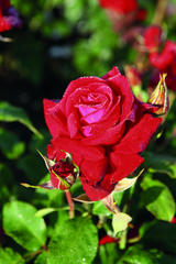 Rosa 'Lübecker Rotspon' BT; hier mit Blüte; duftend; Einsatzmöglichkeit z.B. : Beet;;ab 8,90 Euro