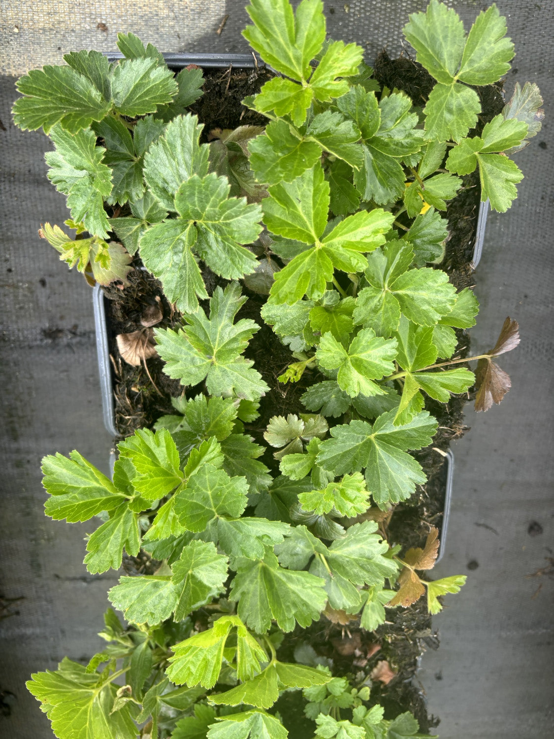 Waldsteinia ternata (Dreiblättrige Matten-Waldsteinie)