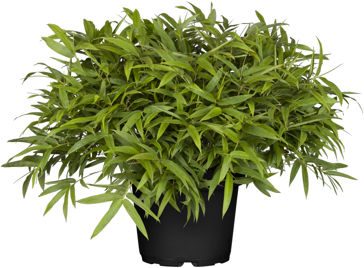 Pleioblastus pumilus , erhältlich von 15-20 bis 20-30 cm;;ab 10,20 Euro