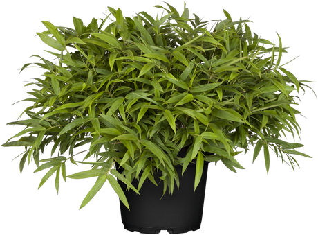 Pleioblastus pumilus , erhältlich von 15-20 bis 20-30 cm;;ab 10,20 Euro