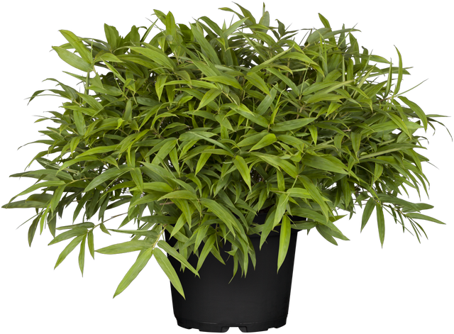 Pleioblastus pumilus , erhältlich von 15-20 bis 20-30 cm;;ab 10,20 Euro