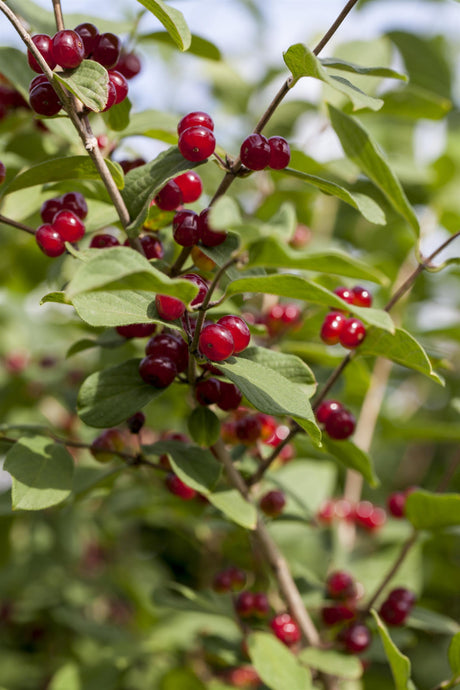 Lonicera tatarica mit Früchten, erhältlich von 60-100 bis 80-100 cm; Einsatz: ;;ab 13,00 Euro