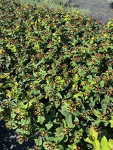Hypericum androsaemum 'Autumn Blaze'; mit Früchten/Fruchtbehang; schöne Blüte; Einsatzmöglichkeit z.B. : Blütenhecke; verfügbar in 2 Größen und Varianten;;ab 10,50 Euro