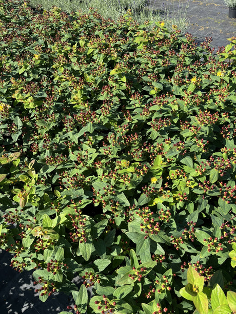 Hypericum androsaemum 'Autumn Blaze' mit Früchten, erhältlich von 20-30 bis 30-40 cm; Einsatz: ;;ab 7,75 Euro
