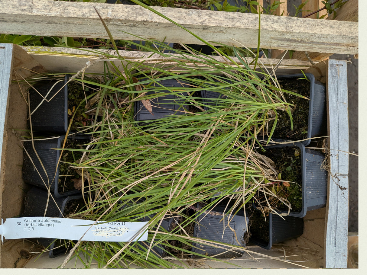 Sesleria autumnalis; vorbereitet für Versand; winterhart; Einsatzmöglichkeit z.B. : Rabatten;;günstig mit Qualität