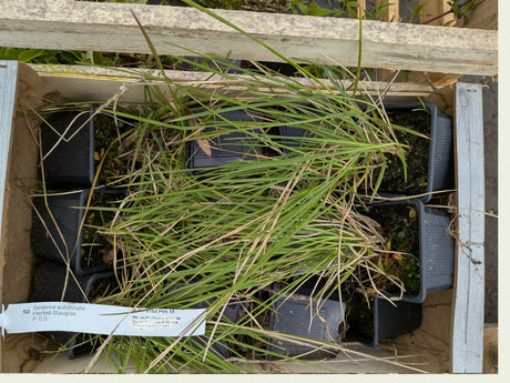 Sesleria autumnalis; vorbereitet für Versand; winterhart; Einsatzmöglichkeit z.B. : Rabatten;;günstig mit Qualität