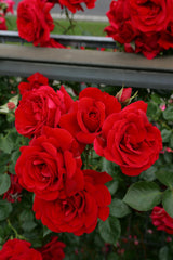 Rosa 'Sympathie' KL; hier mit Blüte; winterhart; Einsatzmöglichkeit z.B. : Rankgerüste; verfügbar in 2 Größen und Varianten;;ab 13,10 Euro