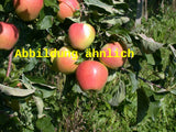 Genaues Foto für Malus 'Riesenboiken' folgt; dieses ähnliche Bild dient der Illustration von Apfel 'Riesenboiken' mittel