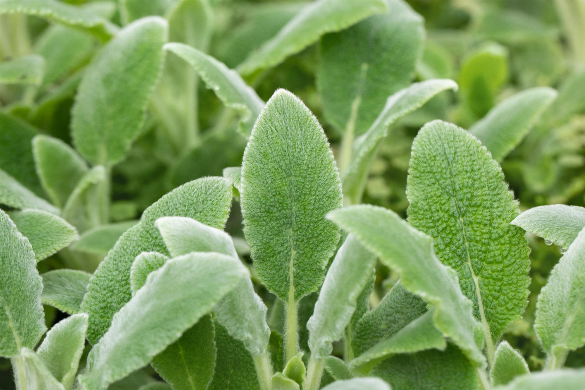 Stachys byzantina 'Silver Carpet' (Matten-Woll-Ziest)