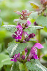 Lamium maculatum 'Chequers'; hier mit Blüte; winterhart; Einsatzmöglichkeit z.B. : Beete;;ab 0,00 Euro