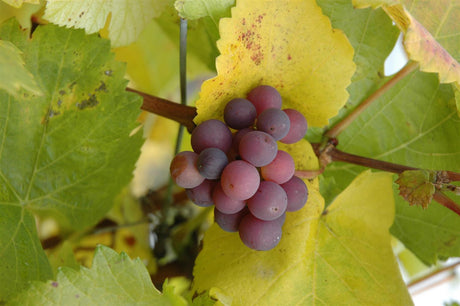 Vitis 'Suffolk Red' mit Früchten, erhältlich von 80-100 bis 80-100 cm; Einsatz: , ;;ab 16,20 Euro