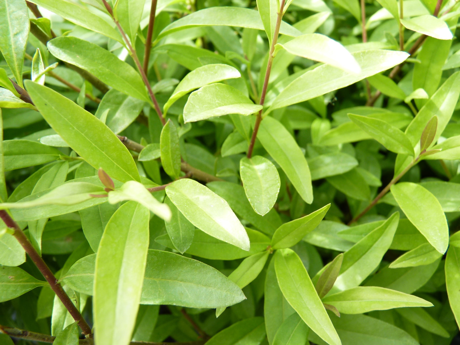 Ligustrum vulgare 'Lodense' (Zwergliguster)