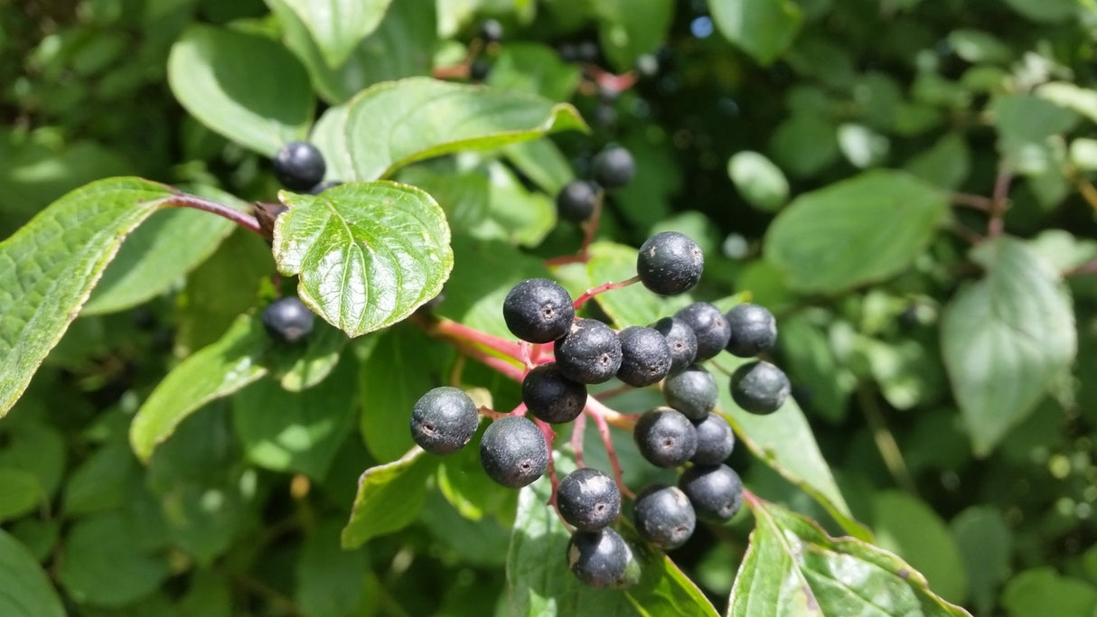 Cornus sanguinea VkG 5; mit Früchten/Fruchtbehang; vielseitig einsetzbar; Einsatzmöglichkeit z.B. : Vogelnährgehölz;;Pflanzen vom Profi