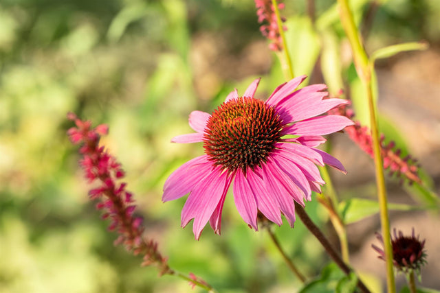 Echinacea purpurea 'Magnus' mit Blüte; Einsatz: ;;ab 3,50 Euro