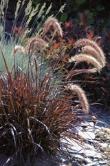 Pennisetum setaceum 'Rubrum' ;;ab 6,70 Euro