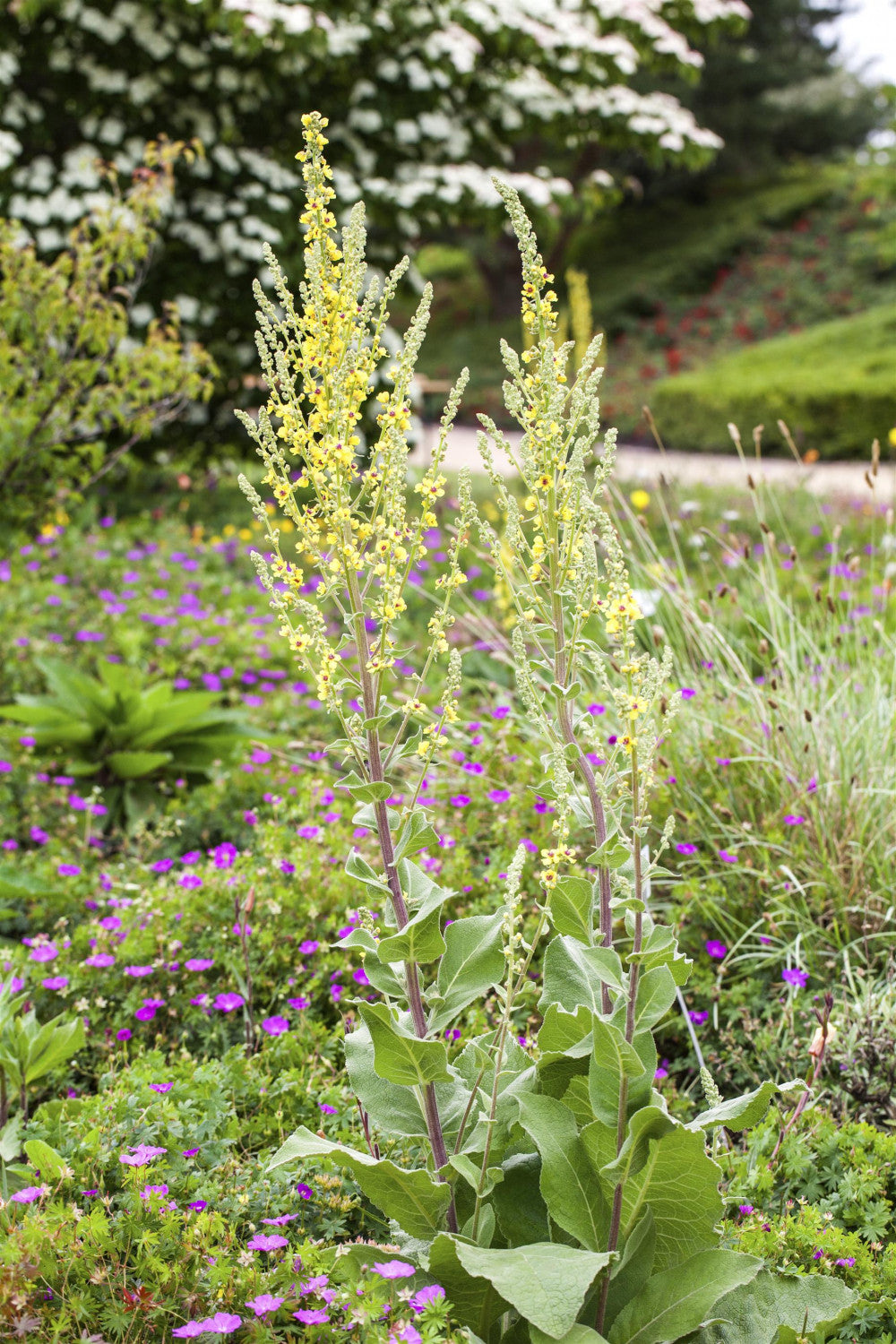 Verbascum olympicum als Pflanze im Beet; Einsatz: ;;ab 4,80 Euro