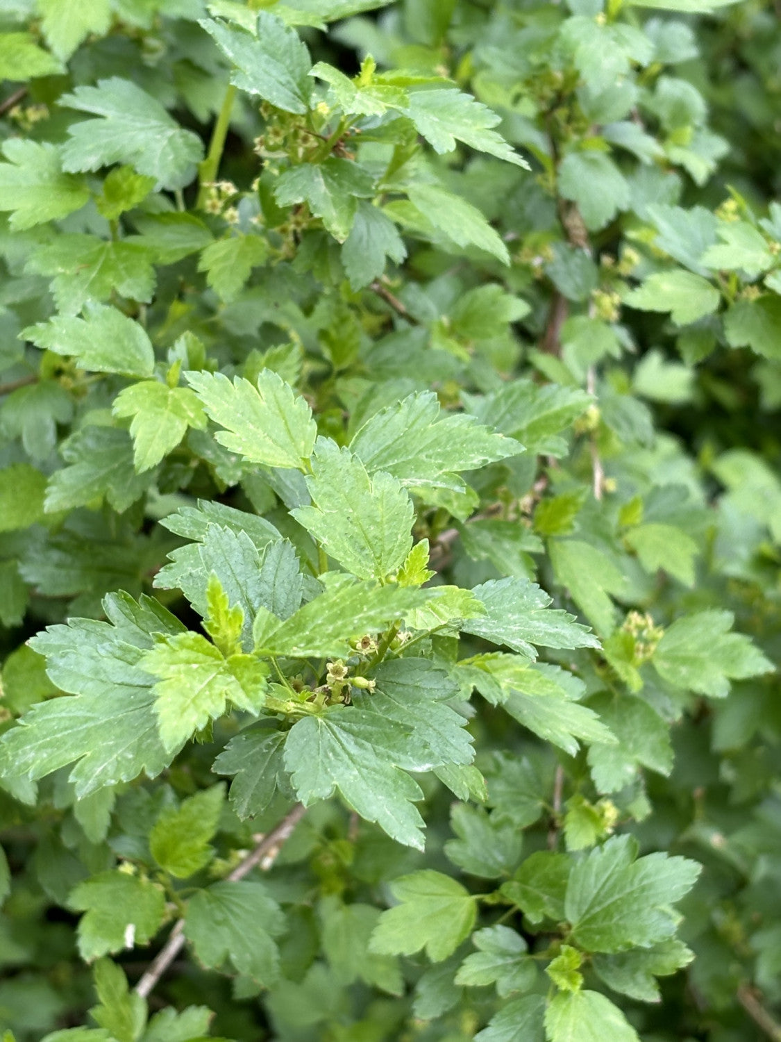 Ribes aureum mit Sommerbelaubung, erhältlich von 40-70 bis 150-200 cm; Einsatz: ;;ab 2,64 Euro