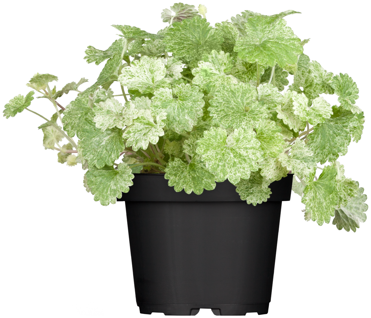 Glechoma hederacea im Topf; Einsatz: ;;ab 3,70 Euro