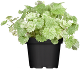 Glechoma hederacea; hier im Topf; winterhart; Einsatzmöglichkeit z.B. : Bodendecker;;ab 0,00 Euro