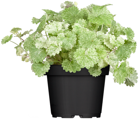 Glechoma hederacea im Topf; Einsatz: ;;ab 3,70 Euro