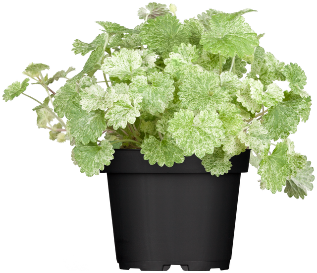 Glechoma hederacea im Topf; Einsatz: ;;ab 3,70 Euro