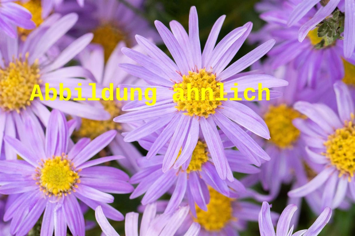 Aster amellus (Sommer-Aster)